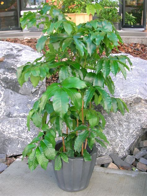 Natal Mahogany Trichilia Emetica Plants Indoor Plants Types Of Plants