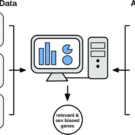 Identification Of Sex Biased Genes Using Gene Expression Data And Download Scientific Diagram