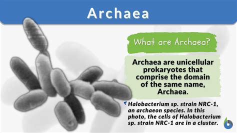 Archaea Examples