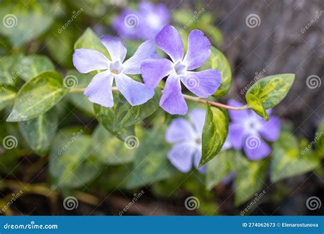 Vinca Major With Common Names Bigleaf Periwinkle Large Periwinkle