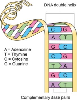 Dna Diagram For Kids