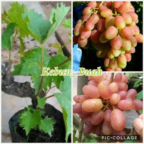 Jual Bibit Tanaman Anggur Transfiguration Di Lapak Kebun Buah Dickybibit