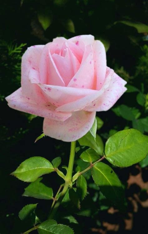 Beautiful Pink Rose With Water Droplets