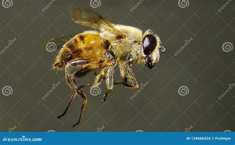 Hoverflies | Pollination stock photo. Image of insect - 134666424