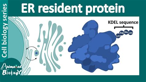 Er Resident Proteins Kdel Sequence Youtube