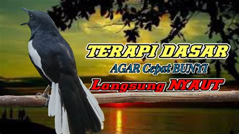 Terapi Kacer Ngeplong Gacor Untuk Pancingan Kacer Bahan Malam Hari