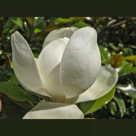 edith bogue magnolia tree 1