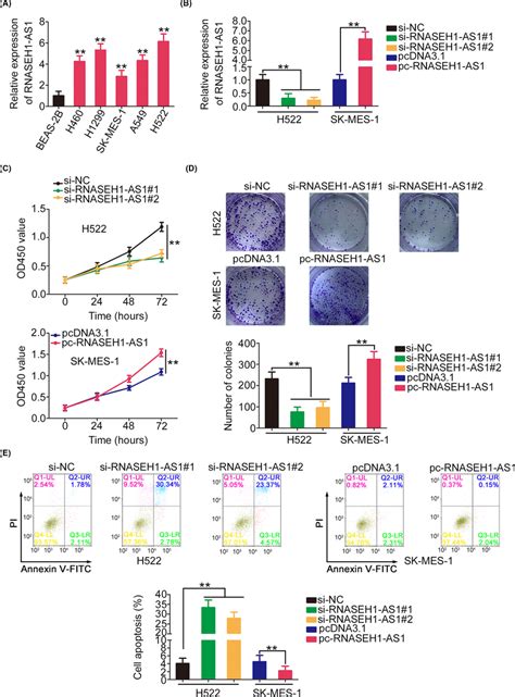 Rnaseh1‐as1 Regulates Nsclc Cell Progression A Nsclc Cell Lines Were Download Scientific