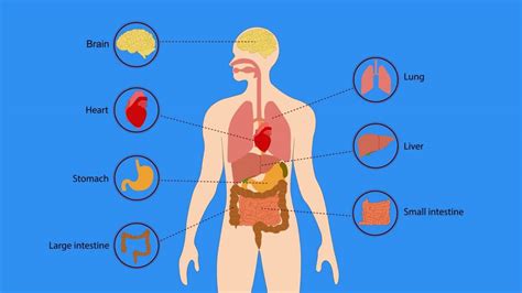 pengertian organ  sistem organ  biologi semutaspal