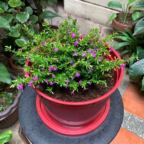 Why Are My Mexican-Heather Leaves Droopy? 💧