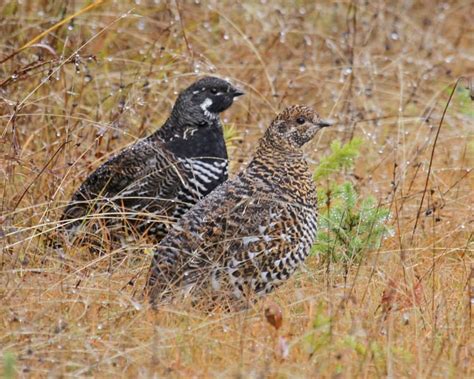 Spruce Grouse pair 8002 | Birdspix