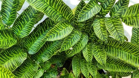 Coniogramme Emeiensis Golden Zebra Striped Bamboo Fern Indoor