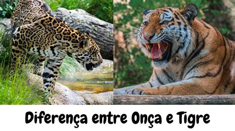 Hibrido Tigre E Onça