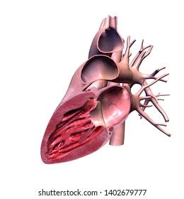 Human Heart Anatomy Cross Section View Stock Illustration 1402679777 ...