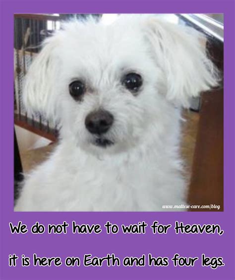 Maltese Dogs Quotes So True Cute And Funny They Will Make You Smile