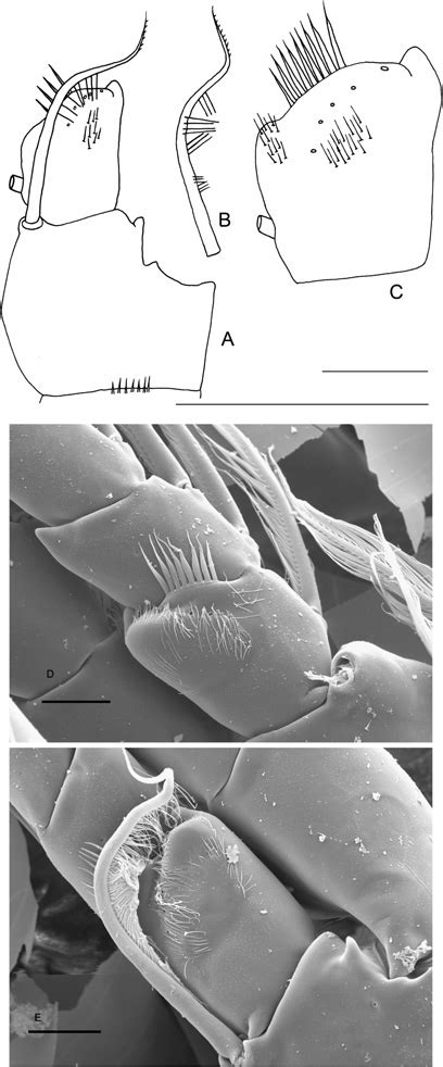 undinula vulgaris dana   von vaupel kleins organ vvko