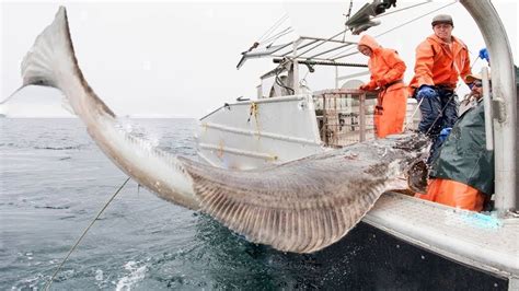 Fastest Way To Catch Flounder With Long Line At Sea How Fishermen