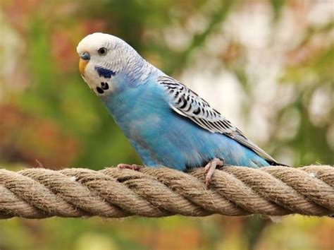 10 Pájaros Domésticos Tipos Nombres y Fotos