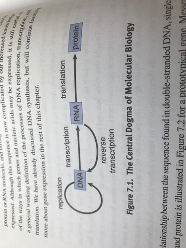 Rna And The Genetic Code Biochem Flashcards Quizlet