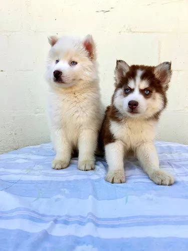 Filhotes De Husky Siberiano Machos E Femeas Parcelamento Sem Juros