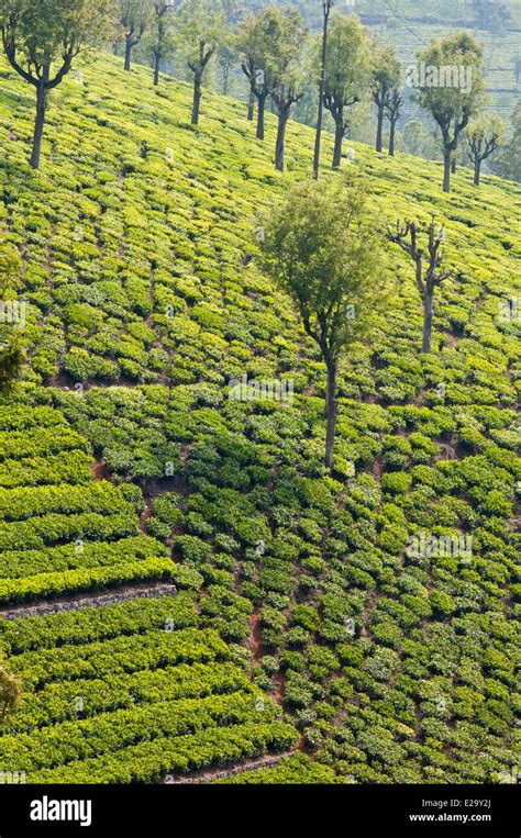 India, Tamil Nadu State, the Nilgiri Hills (Blue Hills), tea estates in ...