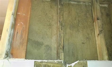 How To Kill Black Mold On Wood | HowToRemoveBlackMold.com