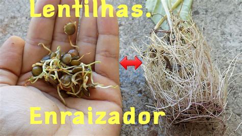 Enraizador Poderoso para Frutíferas YouTube