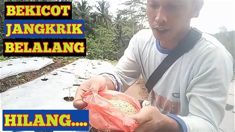 Cara Mengatasi Hama Jangkrik Pada Tanaman Cabe Hamacabe YouTube