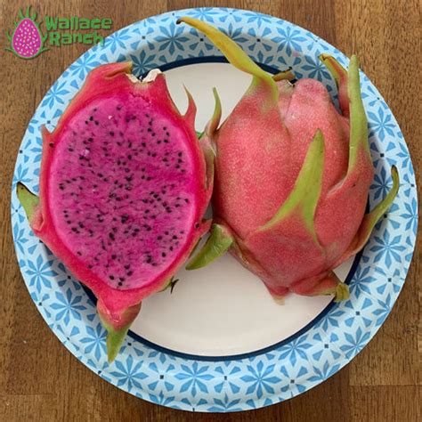 All Dragon Fruits Wallace Ranch Dragon Fruit