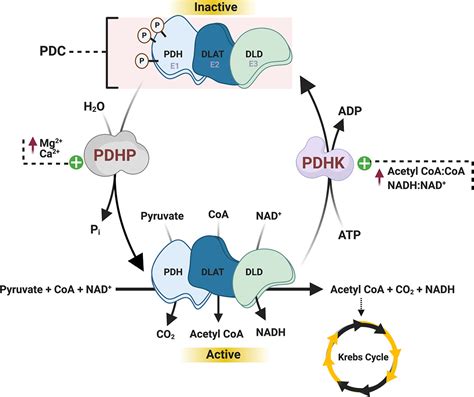 Pyruvate Dehydrogenase Complex Diagram