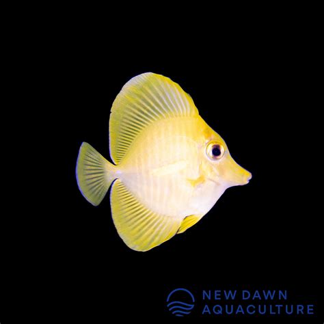 Yellow Tang | New Dawn Aquaculture