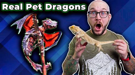 Top 5 Real Life Dragons You Can Keep As Pets In 2023 Youtube