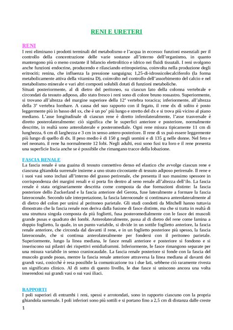 Anatomia Del Gray I Fondamenti 8