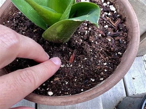 Tiny White Bugs On Indoor Plants