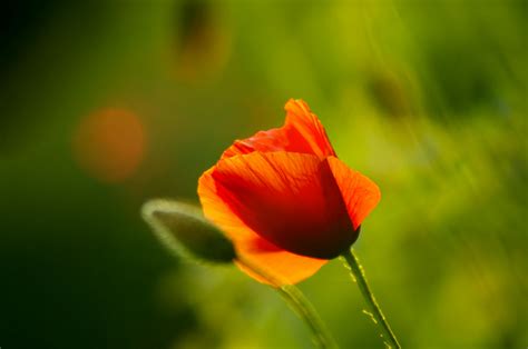 When To Plant Poppy Seeds - PlantopiaHub - Your Ultimate Destination ...