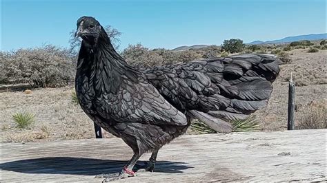 Best Black Chicken Breeds || Kali Murgi - Hens - YouTube