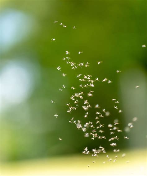 How to get rid of gnats with white vinegar: with expert tips | Homes