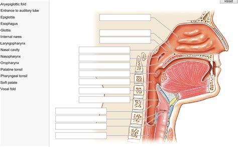 Glottis Anatomy - Anatomy Reading Source