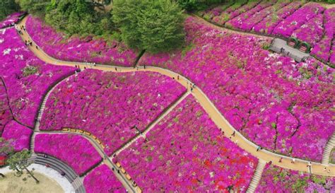 Gunpo Royal Azalea Festival Returns After Four Years Hiatus Be Korea