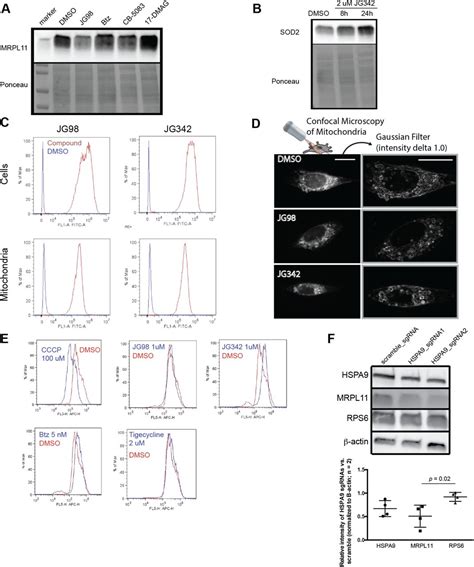 Mitochondria Cells Thermo Fisher Bioz