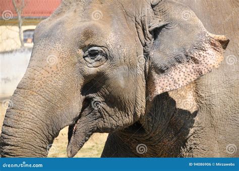 Elephant Smiling Stock Photo Image Of Mammals Africa 94086906