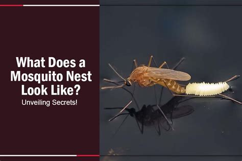 What Does a Mosquito Nest Look Like? Unveiling Secrets!