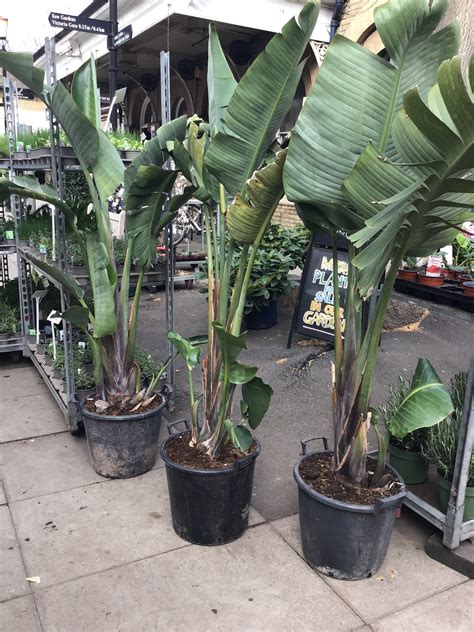 Strelitzia ‘Augusta’ (Bird of Paradise) – Kew Gardener