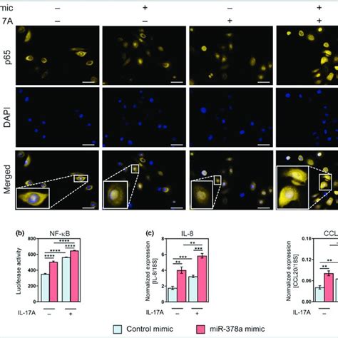 Mir 378a Enhances Interleukin Il 17a Mediated Induction Of Nuclear