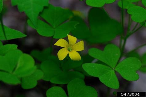 Yellow Woodsorrel Oxalis Stricta L