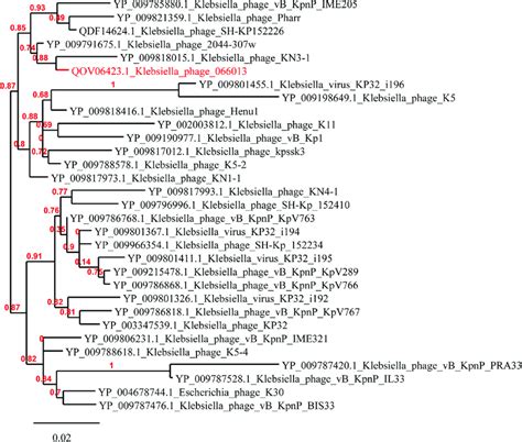 Phylogenetic Analysis Of The Dna Polymerase Of Phages Belonging To The