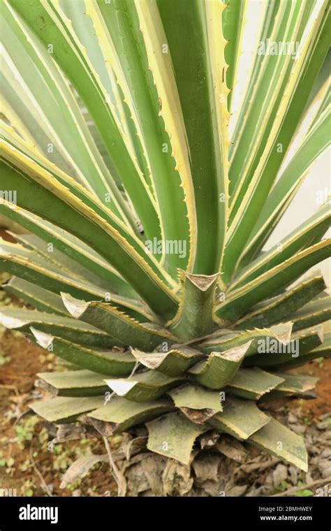 Agave tequilana, commonly called blue agave or tequila agave, is an ...