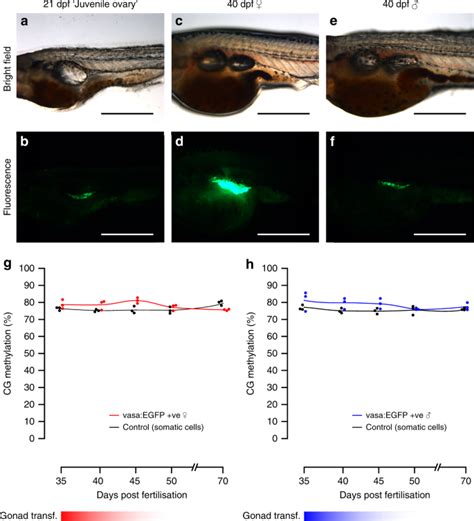 Zebrafish Preserve Global Germline Dna Methylation While Sex Linked