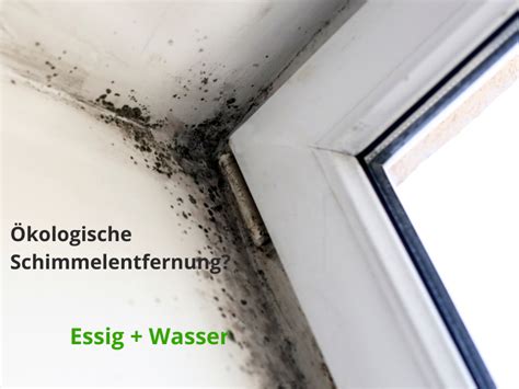 Was Tun Bei Schimmel In Kunststofffenstern Fenster Sofort De