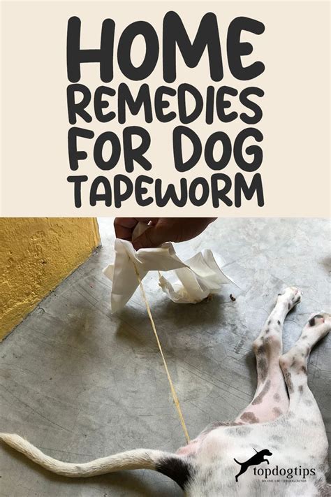 Dog tapeworm home remedies 4 safe options – Artofit